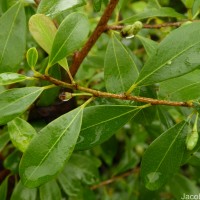 Erythroxylum monogynum Roxb.